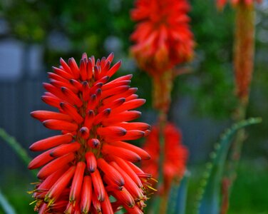 Native fauna flower
