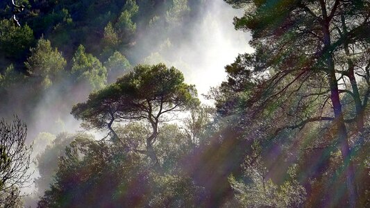 Landscape pine backlight