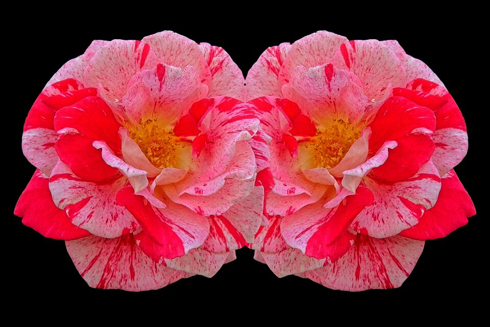 Pink rose bloom flowers