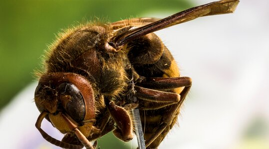 Macro studio insect