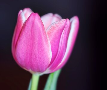 Bloom pink and white tender photo