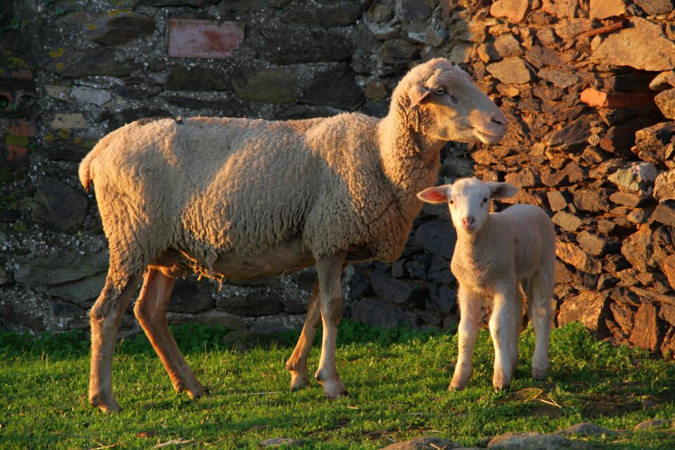 Nature animal husbandry sheep