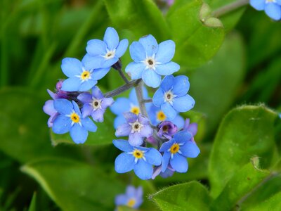 Plant close up forget me not