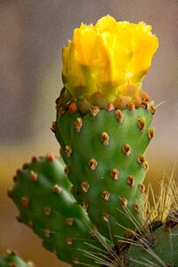 Spain africa attractions guatiza