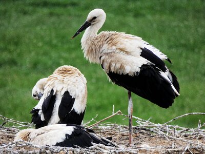 Bill young animal bird photo