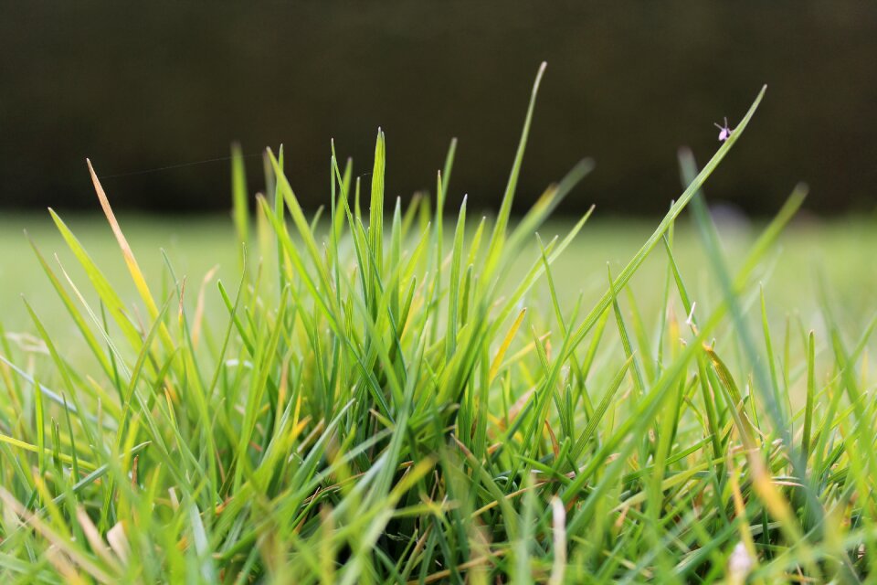 Green meadow nature