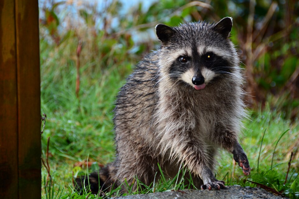 Bandit fur adorable