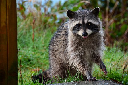 Bandit fur adorable