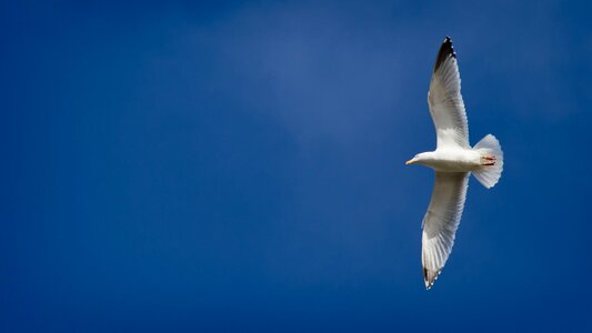 Nature freedom gull photo
