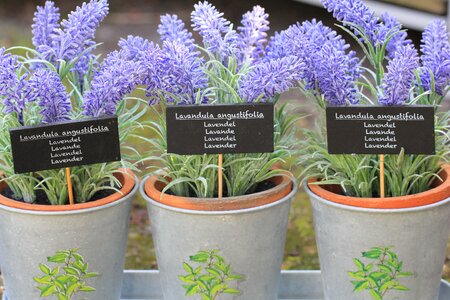 Plant lavender flower nature