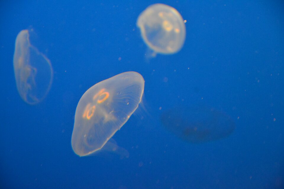 Crustaceans blue sand