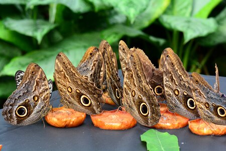 Feast fruit wings