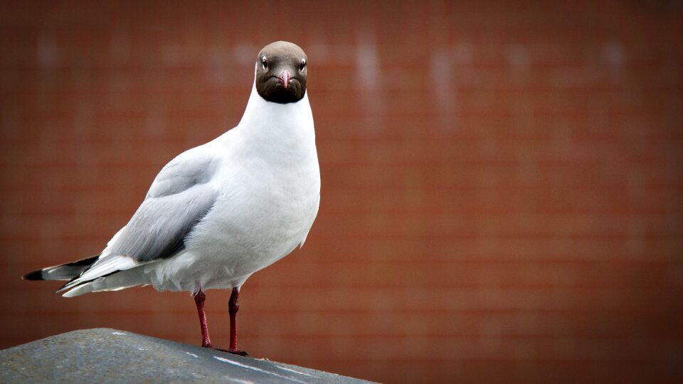Gull bird confrontation