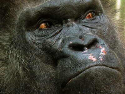 Mammal tiergarten nürnberg silverback