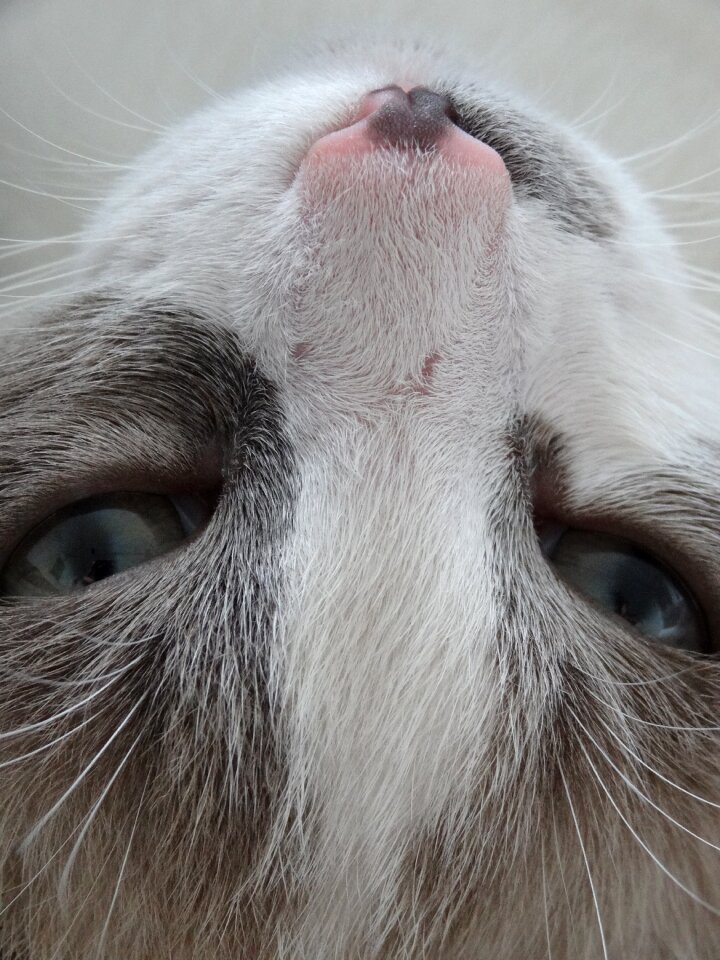 Cat head cat face domestic animal
