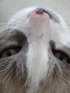 Cat head cat face domestic animal photo