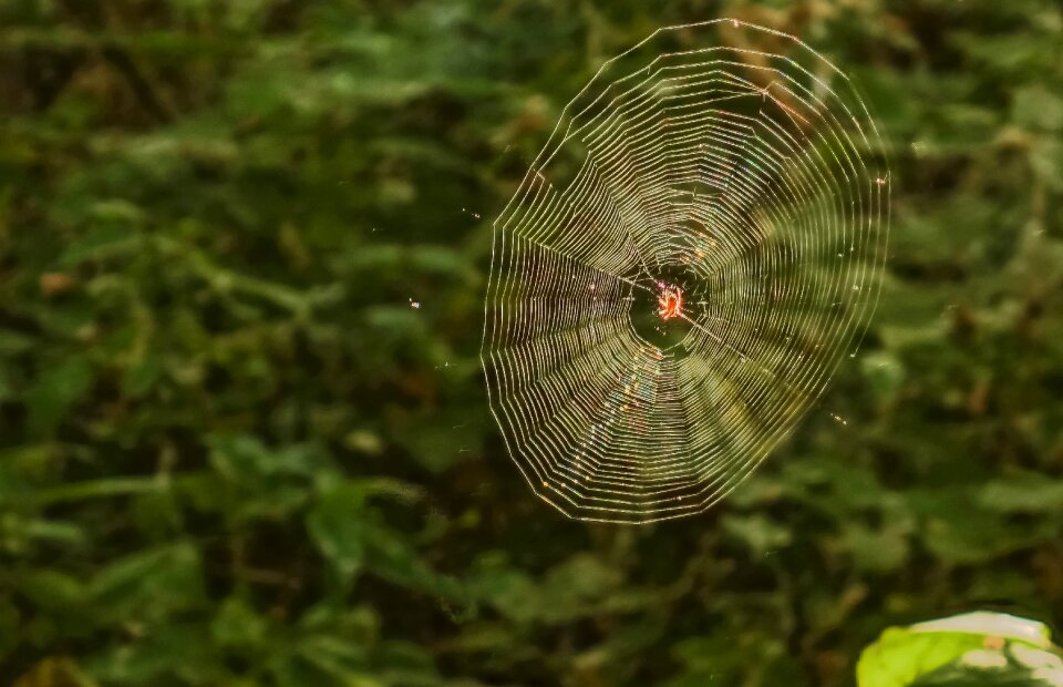 Spider spider web forest