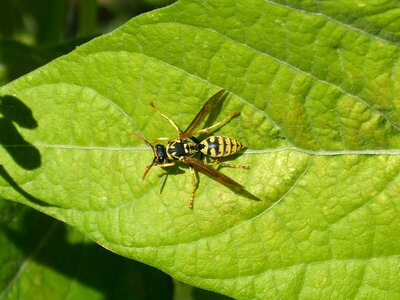 Sting dive insect