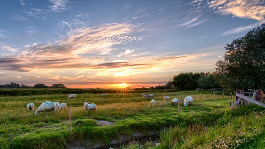 Sheep clouds sky