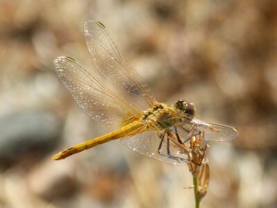 Branch annulata trithemis i odonado photo