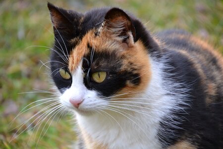 Lucky cat cat face pet