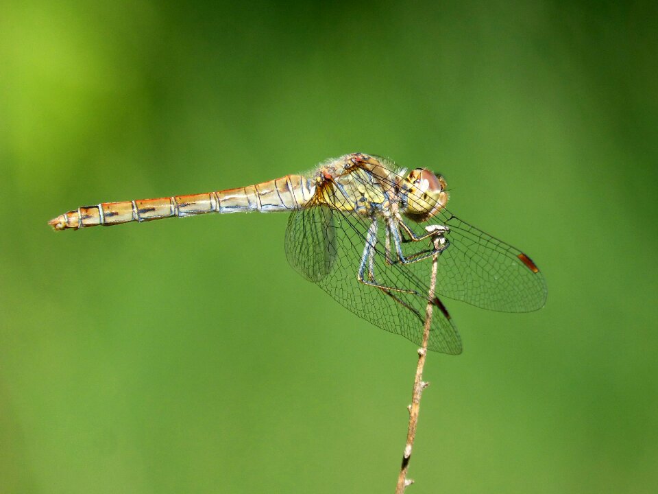 Winged insect green background onychogomphus costae