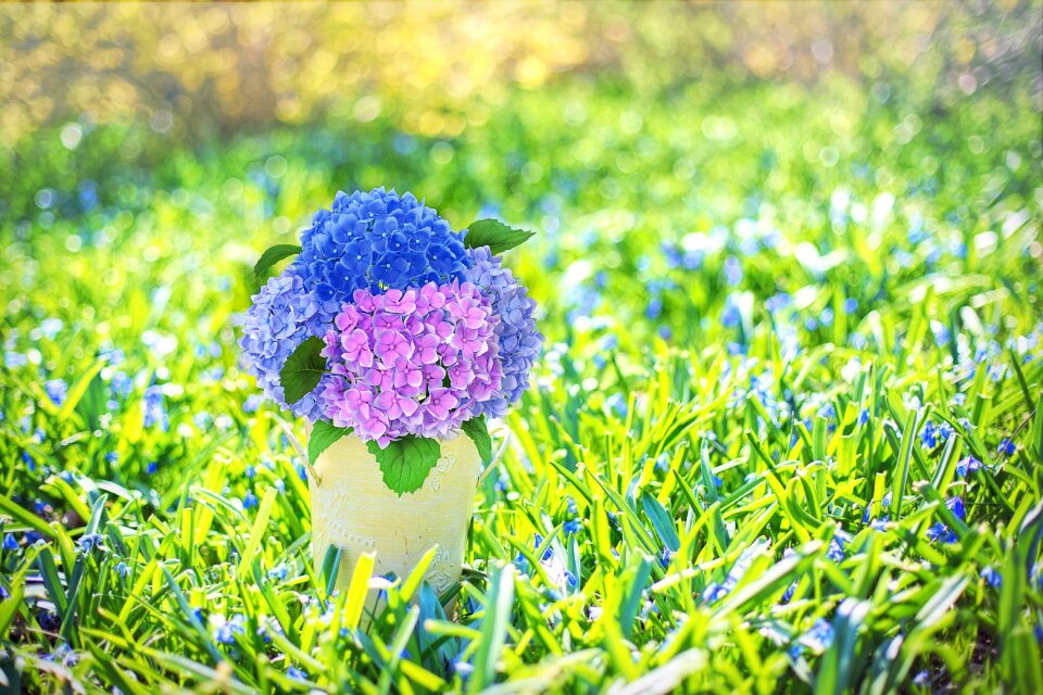Blue spring blossoms