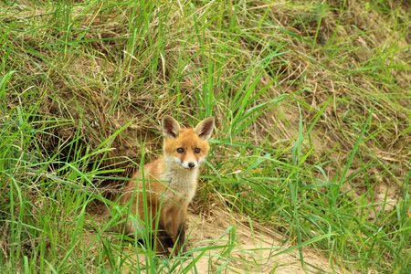 Play puppy fox puppy