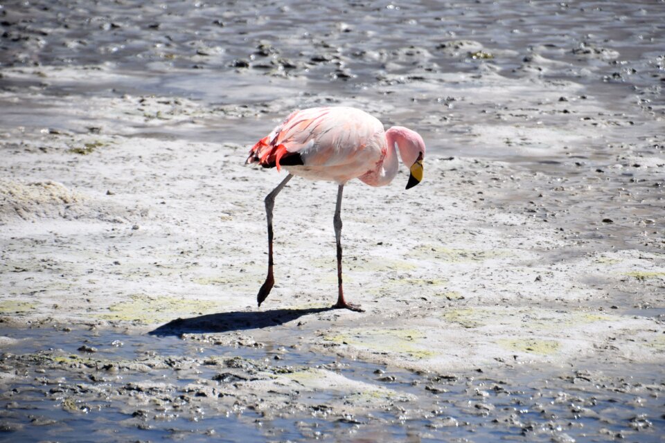 Flamingo bolivia pink