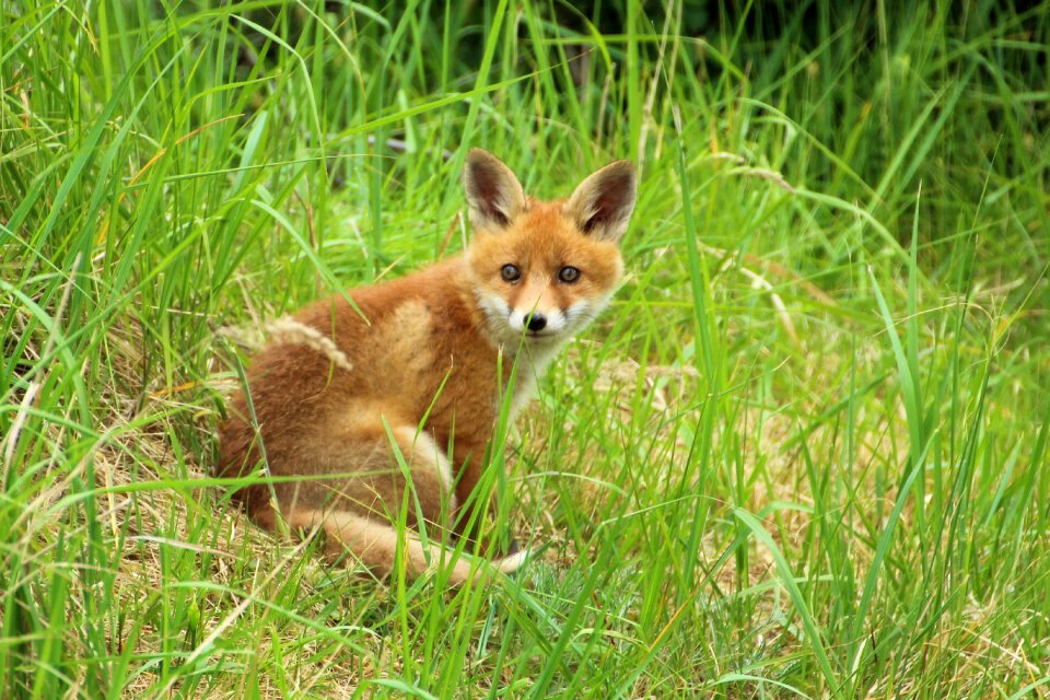 Play puppy fox puppy