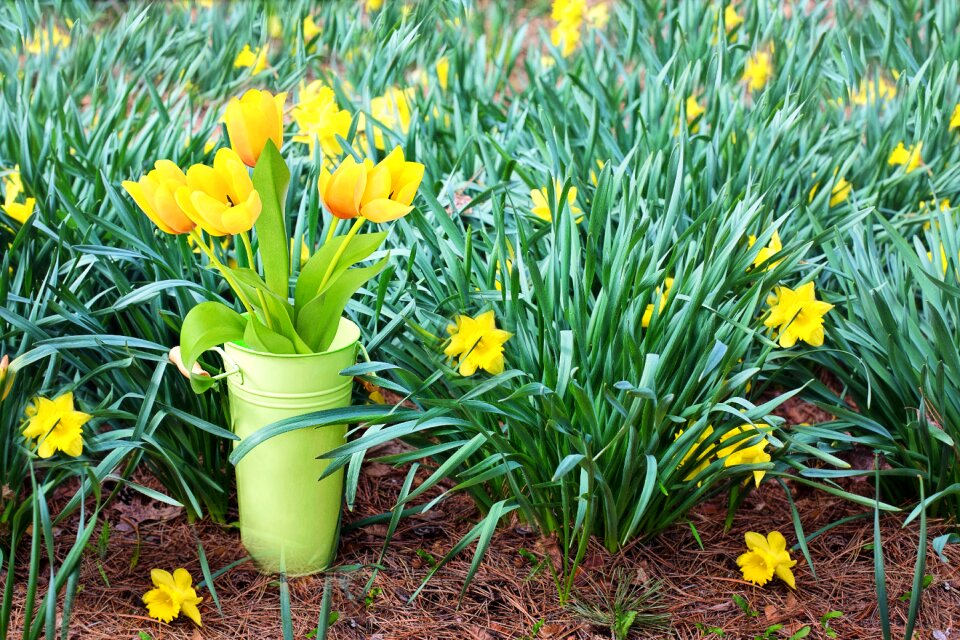 Daffodils spring blossoms photo