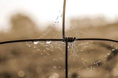 Dew drop of water spider web with water beads photo
