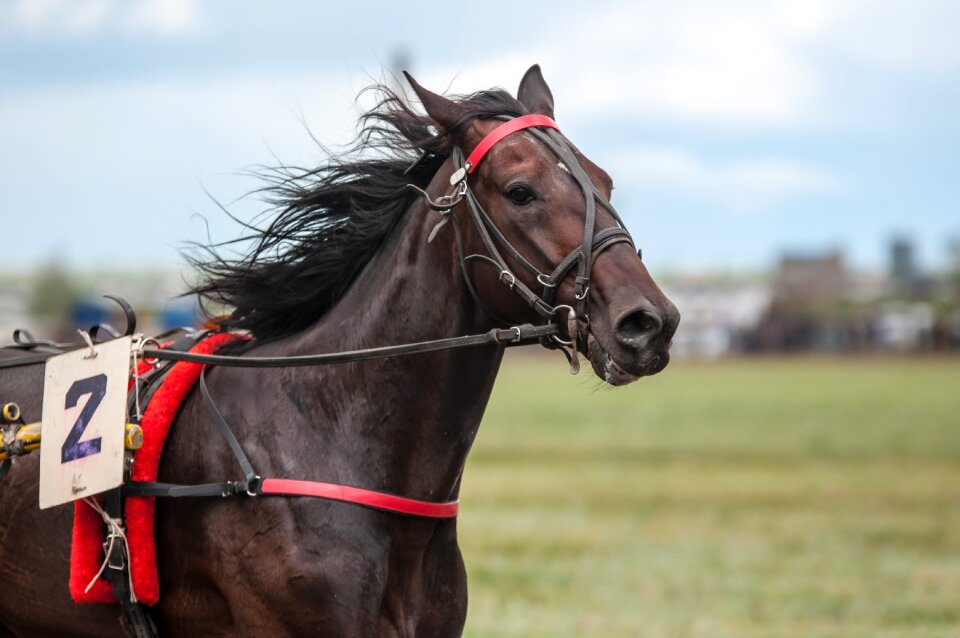 Race horse racehorse