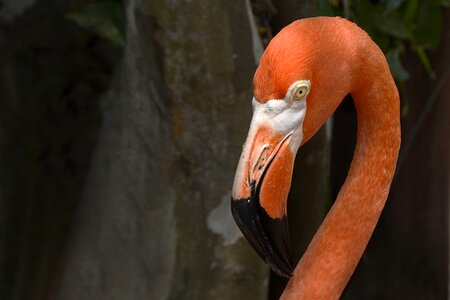 Bird bill neck photo