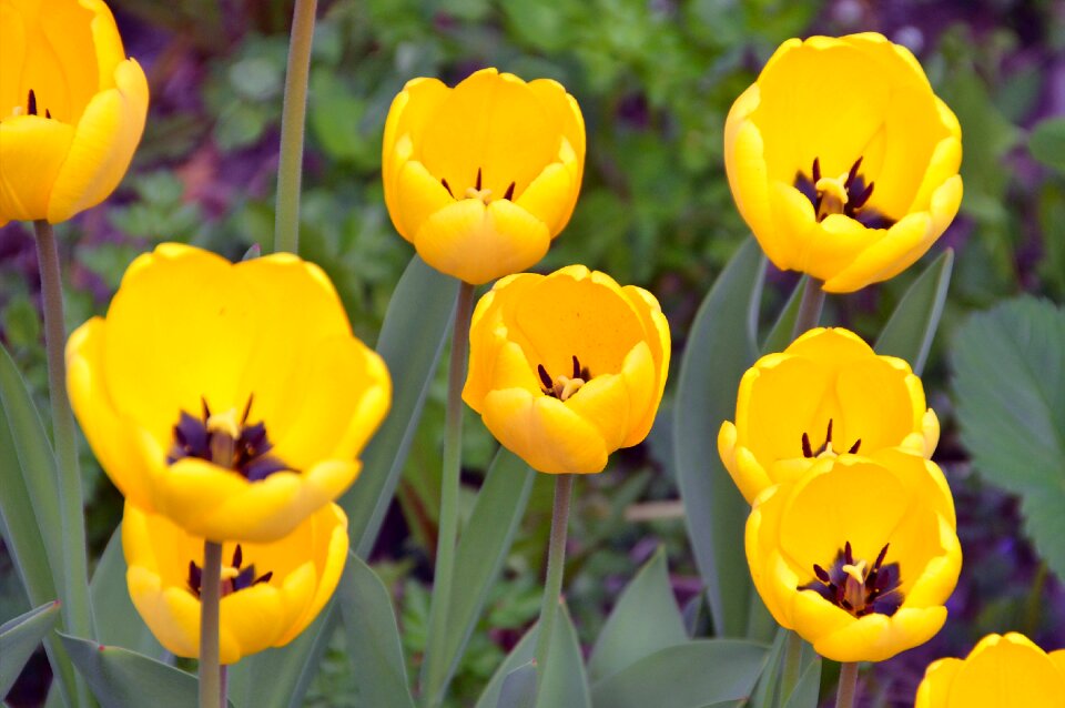 Yellow nature plant