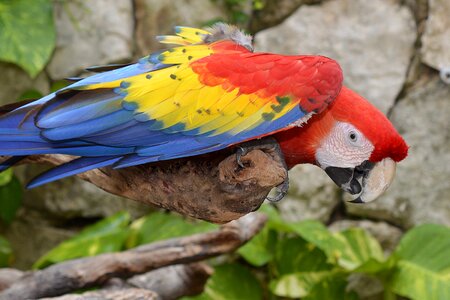 Bird color plumage