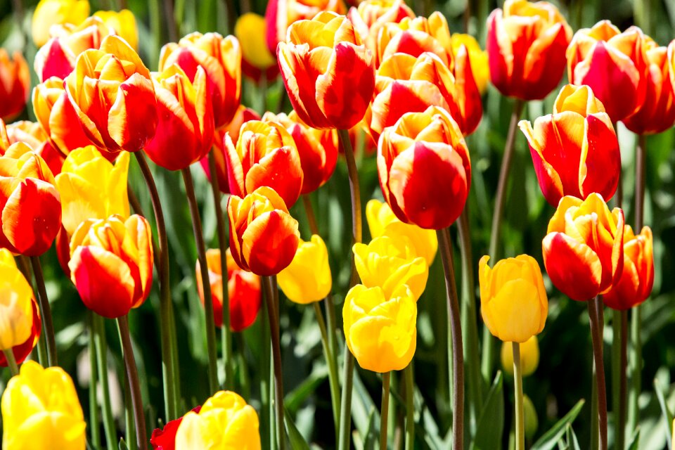 Colours spring floral