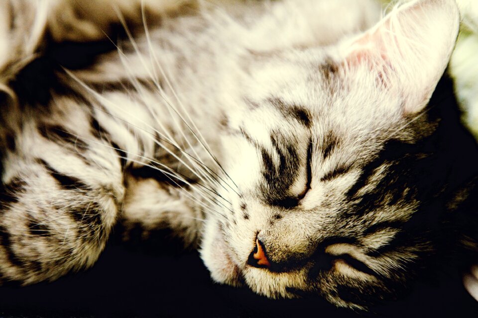 Domestic cat animals sleep