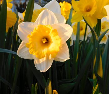 Daffodil spring yellow photo