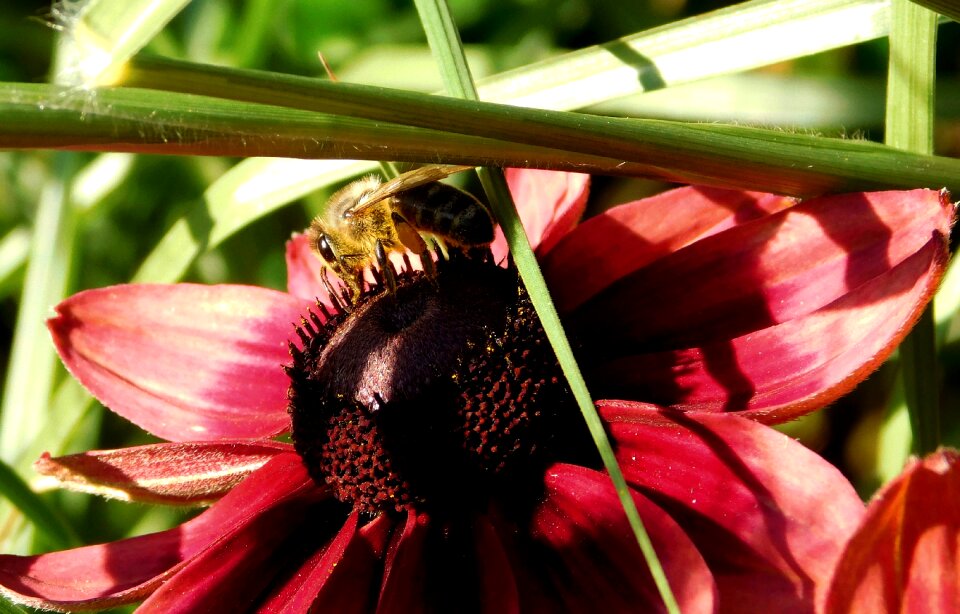 Insect blossom bloom photo