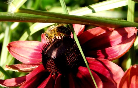 Insect blossom bloom