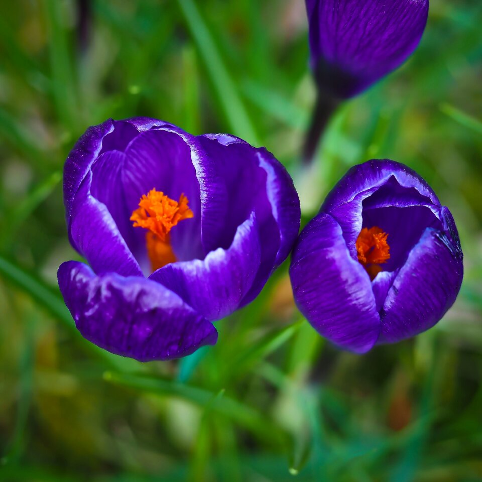 Purple blossom bloom photo