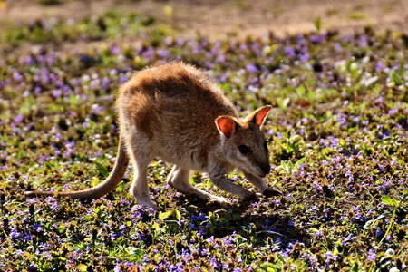 Animal young child