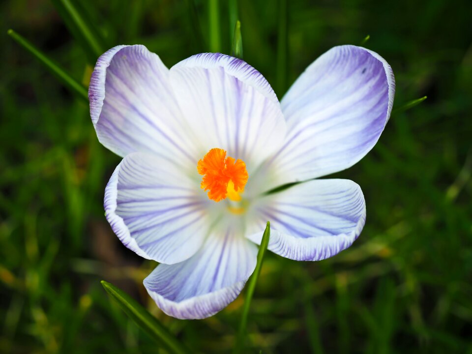 White blossom bloom