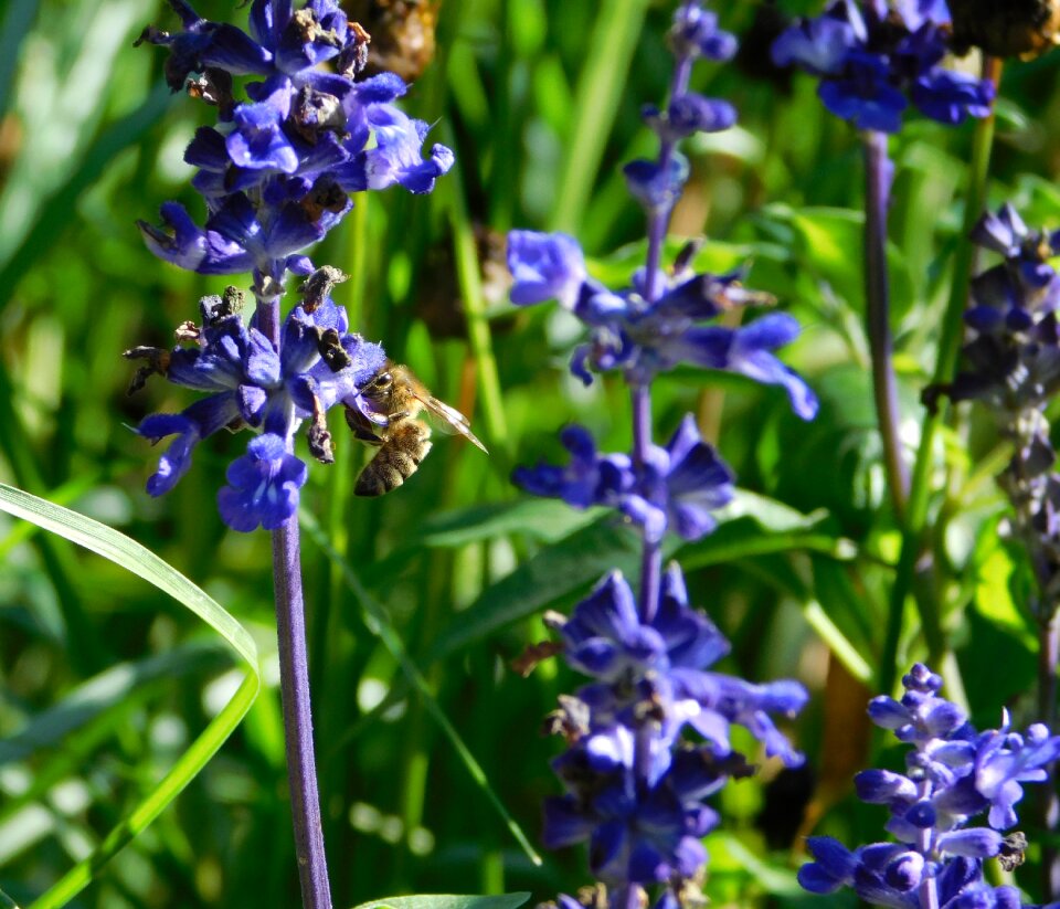 Hard working pollination blossom