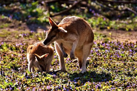 Wild animal animal young