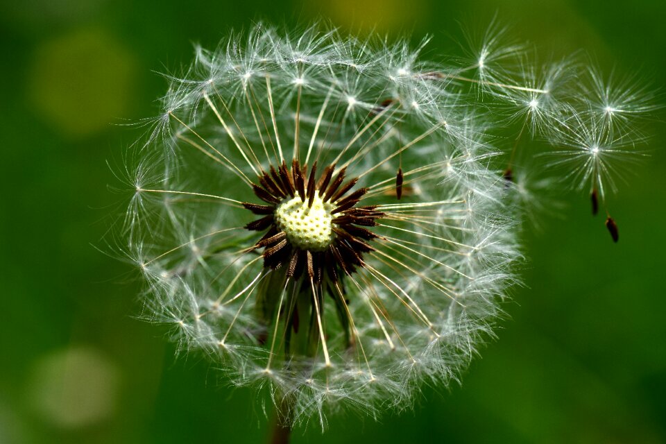 Seeds plant spring