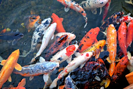 Japan ornamental underwater