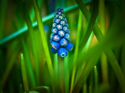 Blue flower bright