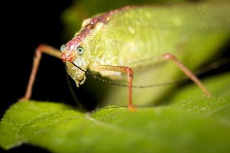 Natural close-up nice picture photo